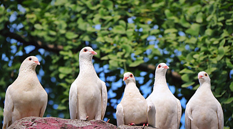 乳鴿重量分選案例